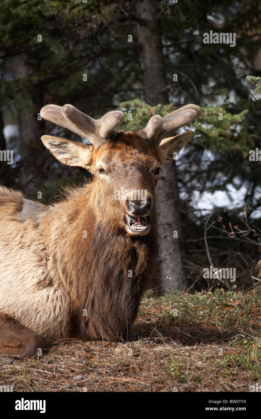 Elk (Cervus canadensis), Banff, Banff National Park, Alberta, Canada Stock Photo