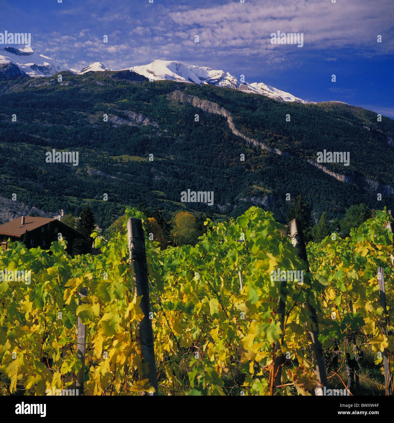 mountains Calanda mountain Chur Graubunden Grisons autumn vineyard