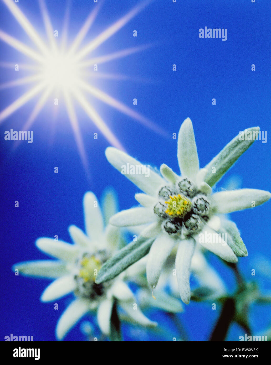 edelweiss flower two blossoms flourishes sun Leontopodium alpinum Stock