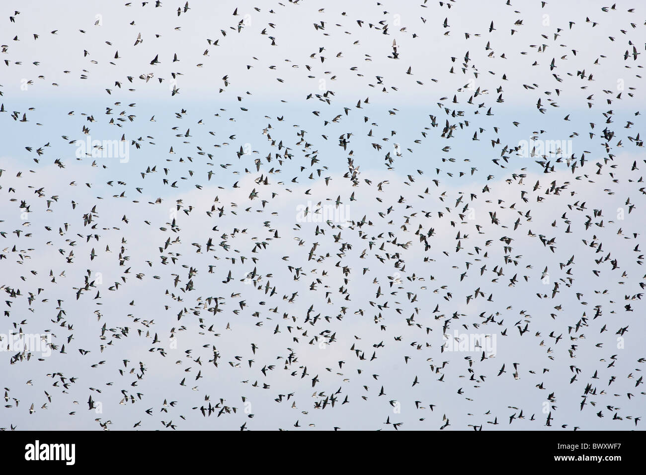 A migrating flock of Tree Swallows at Cape May New Jersey Stock Photo