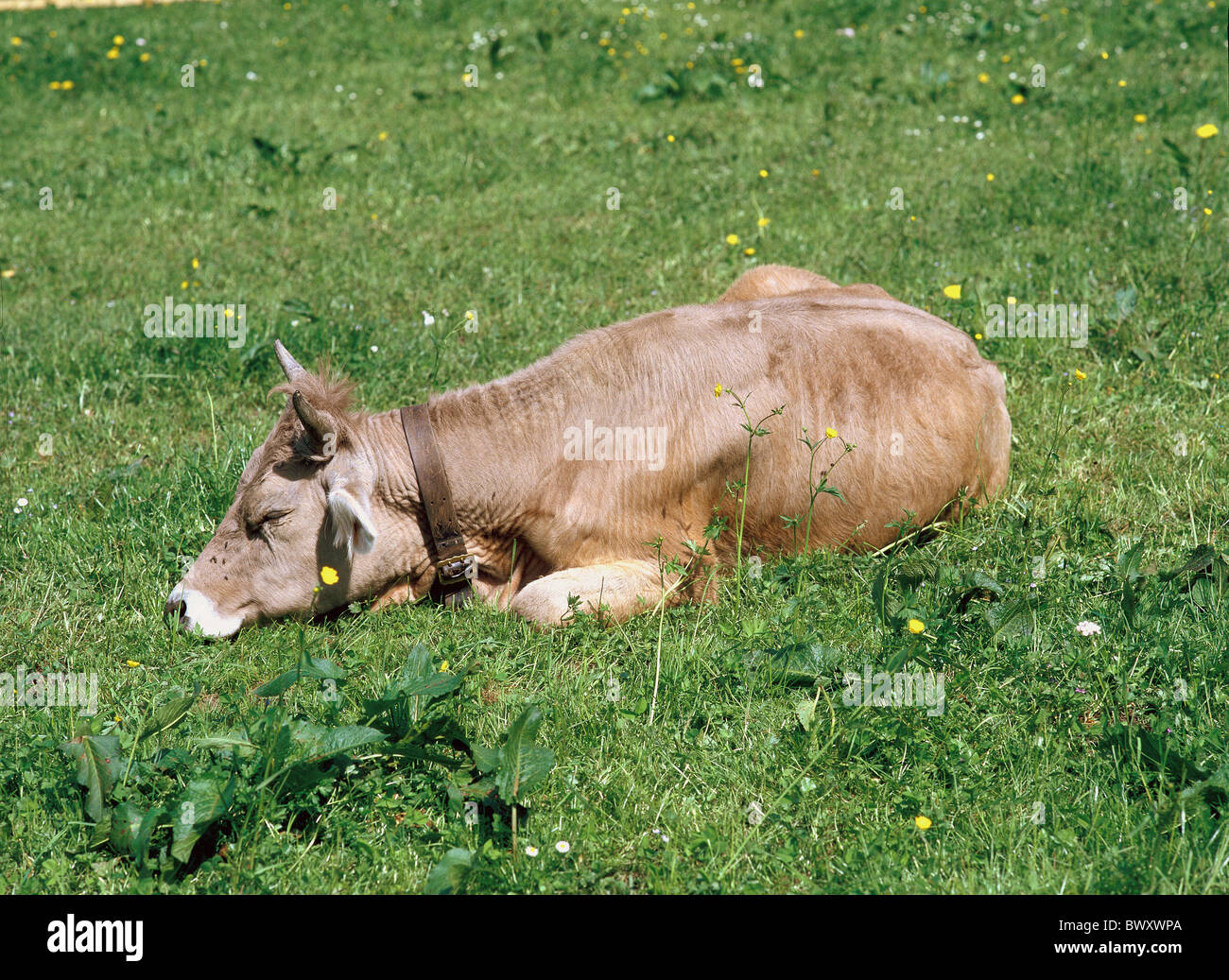 cows cow single animal lie agriculture Stock Photo