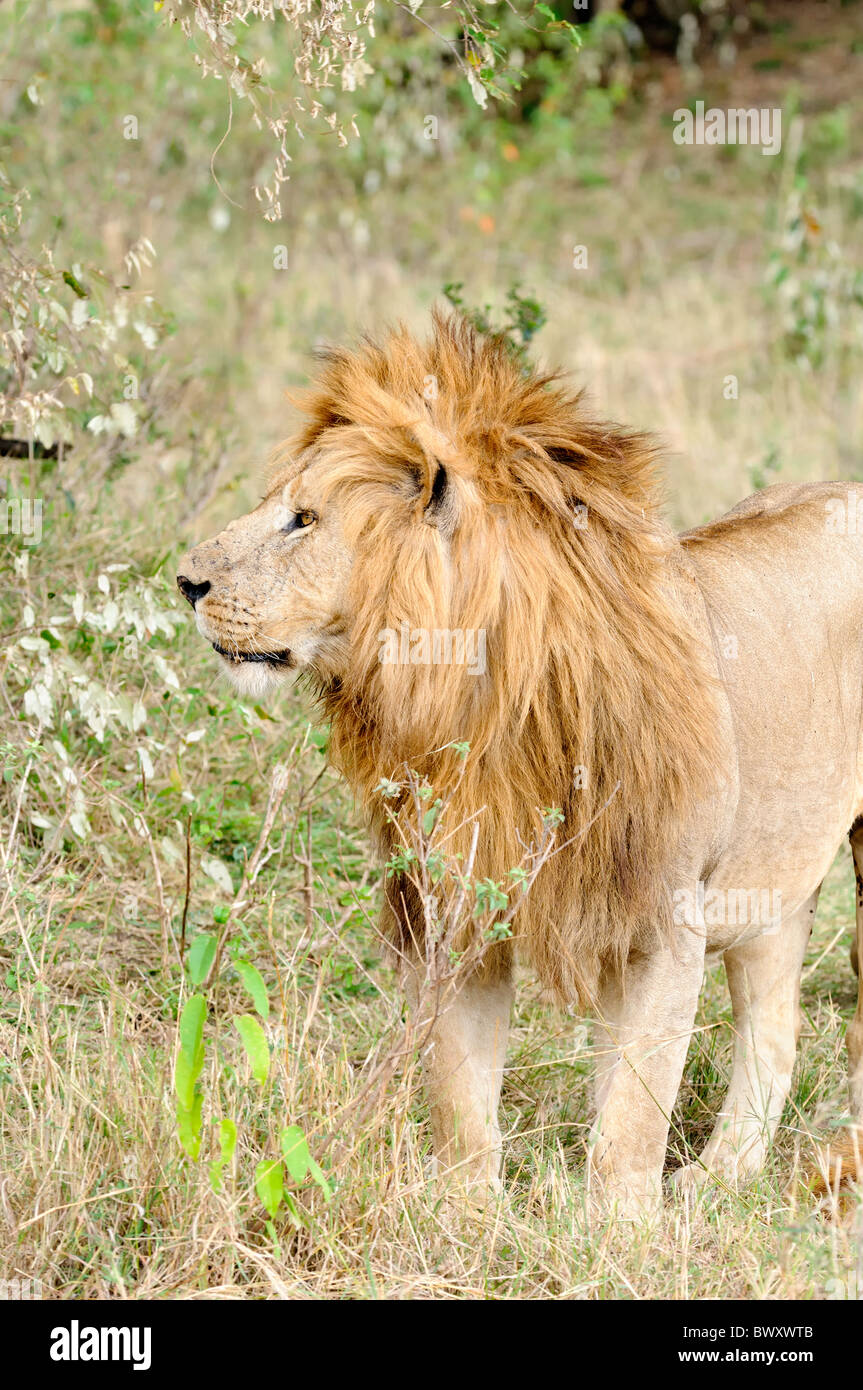 Male lion full mane hi-res stock photography and images - Alamy
