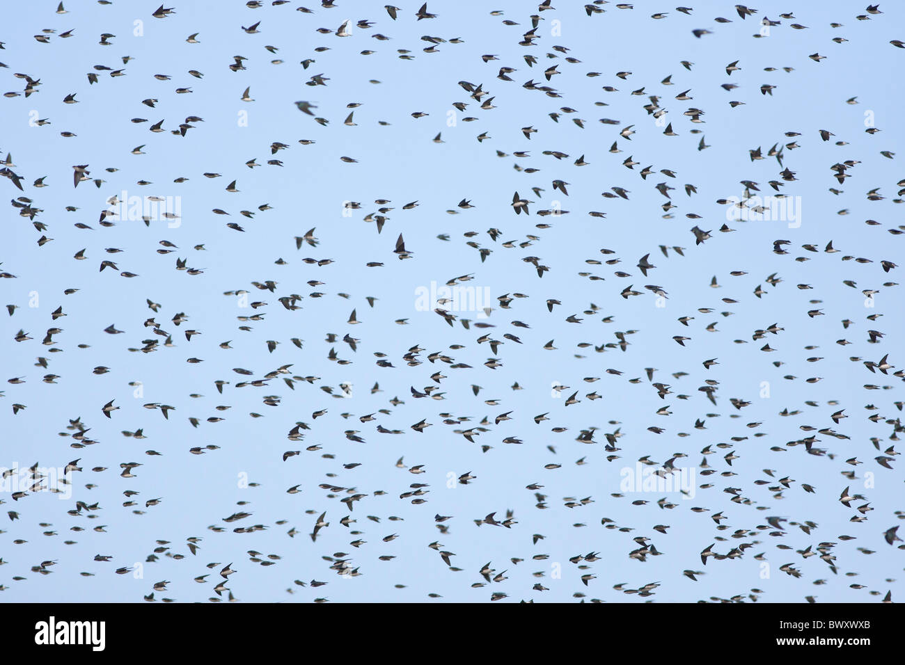 A migrating flock of Tree Swallows at Cape May New Jersey Stock Photo