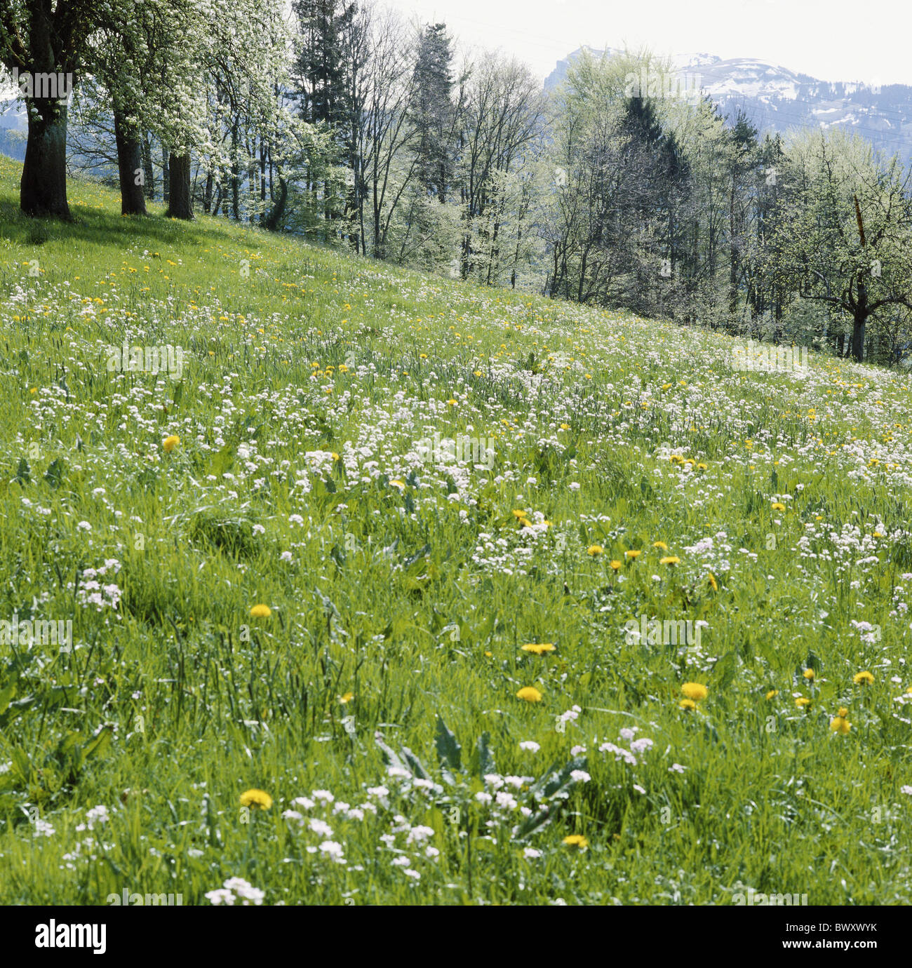 scenery spring meadow flower meadow trees grass Stock Photo - Alamy