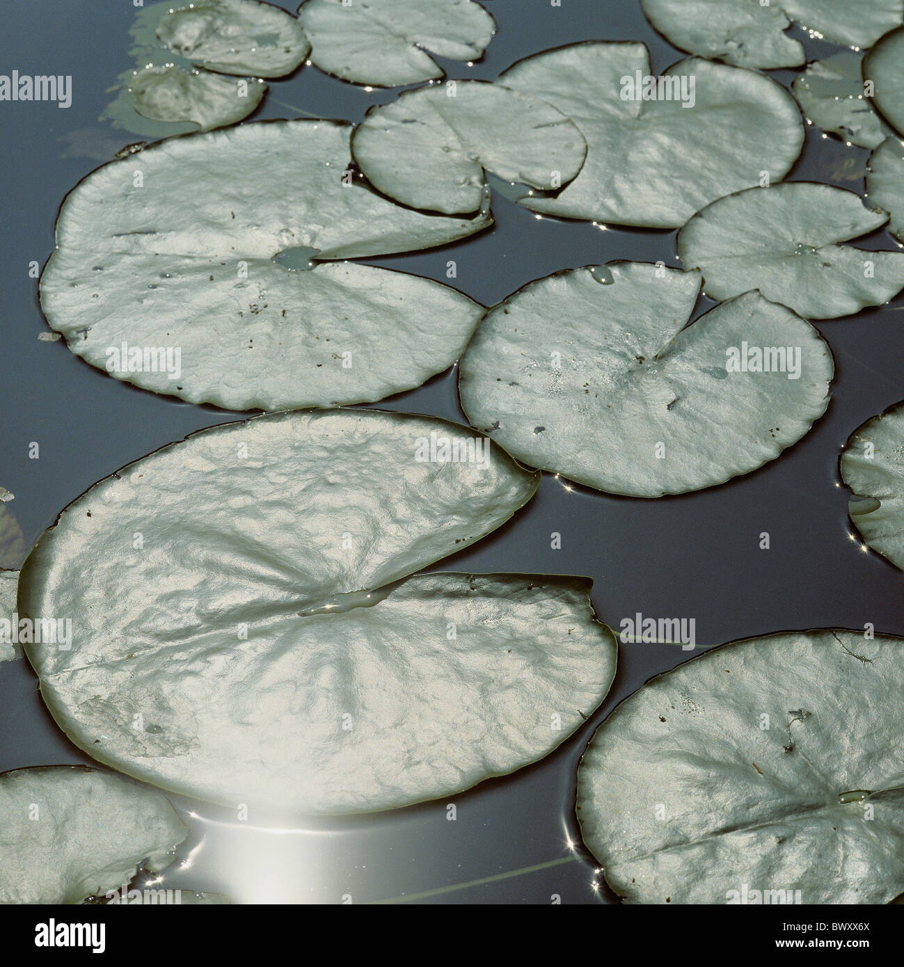 water plants water lilies leaves around pond green Stock Photo Alamy
