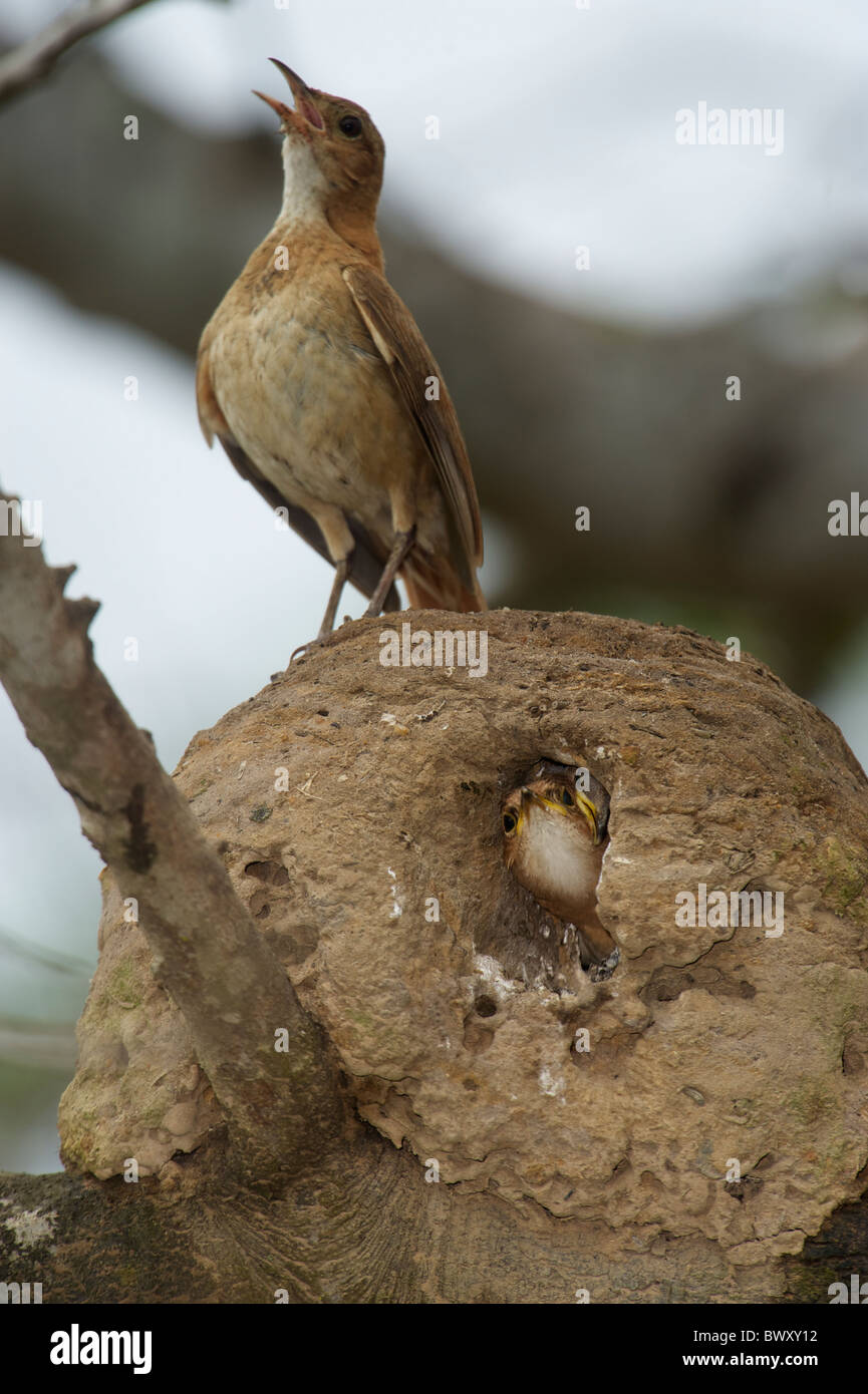 Rufous Hornero (Furnarius rufus) parent standing on nest with chicks inside, The Pantanal, Mato Grosso, Brazil Stock Photo
