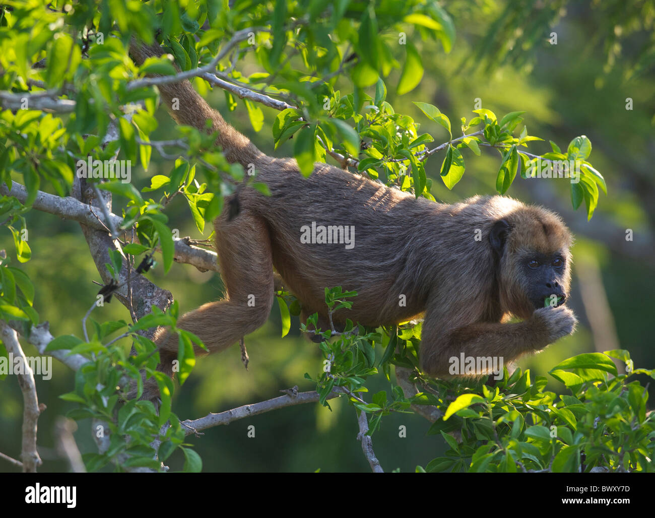 Black Howler Monkey (Alouatta caraya) female feeding in a tree, The Pantanal, Mato Grosso, Brazil Stock Photo