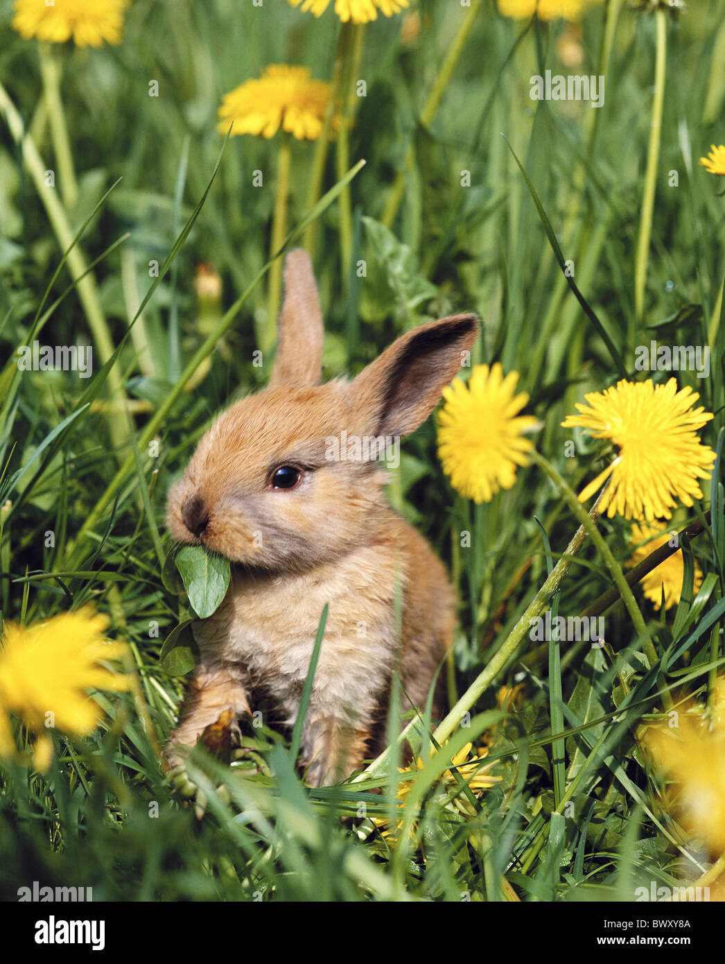 Rabbit brown hi-res stock photography and images - Alamy