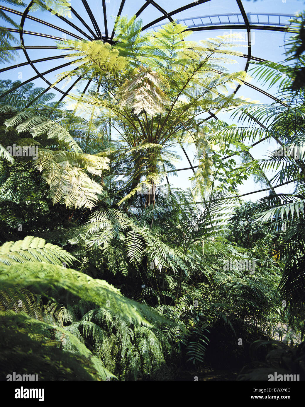 Greenhouse botanical garden zurich hires stock photography and images