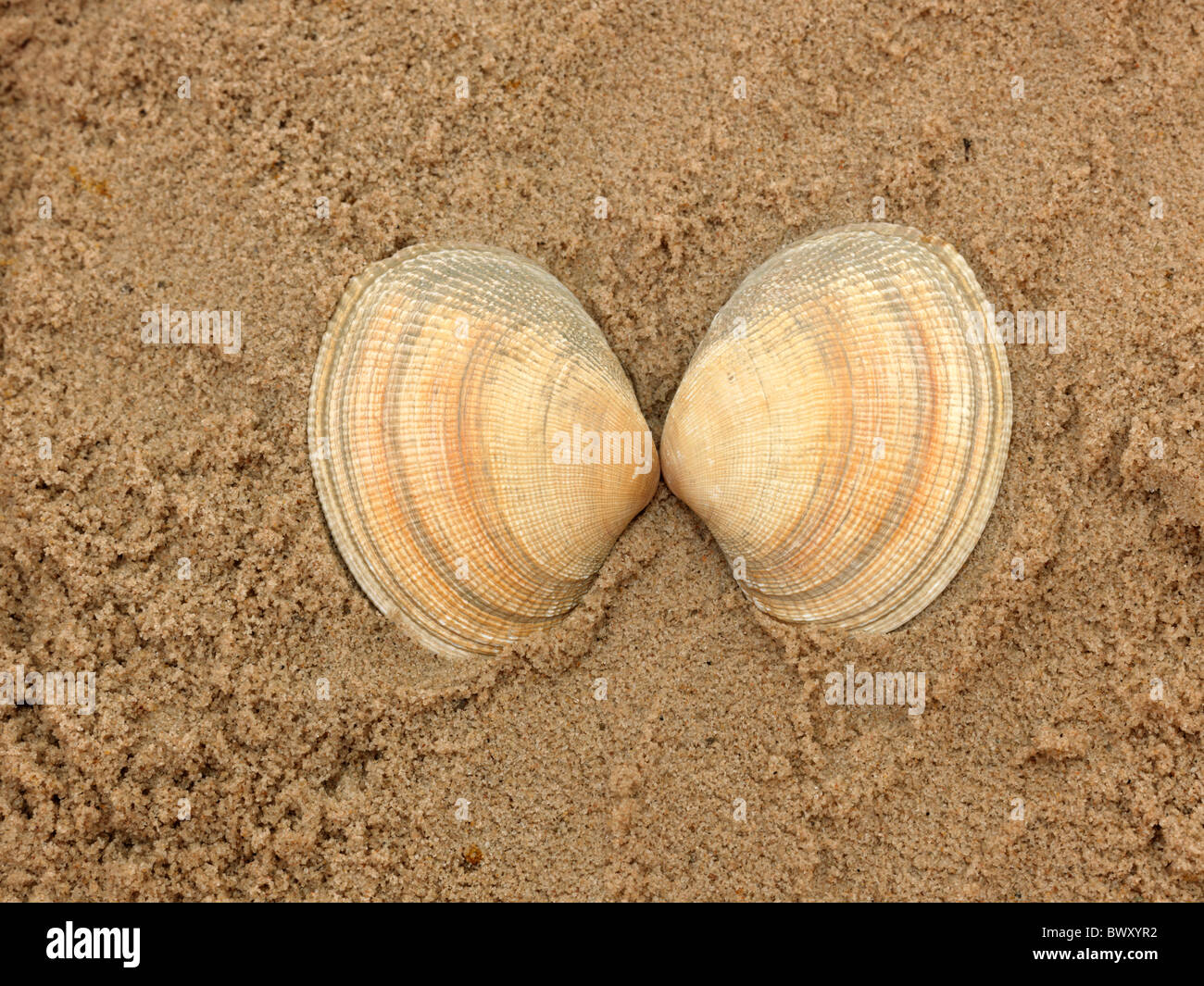 Two Cockle Shells On Sand Stock Photo