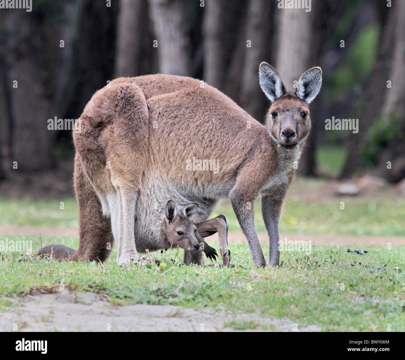 Western Grey Kangaroo Macropus fuliginosus with joey sheltering in her pouch Stock Photo