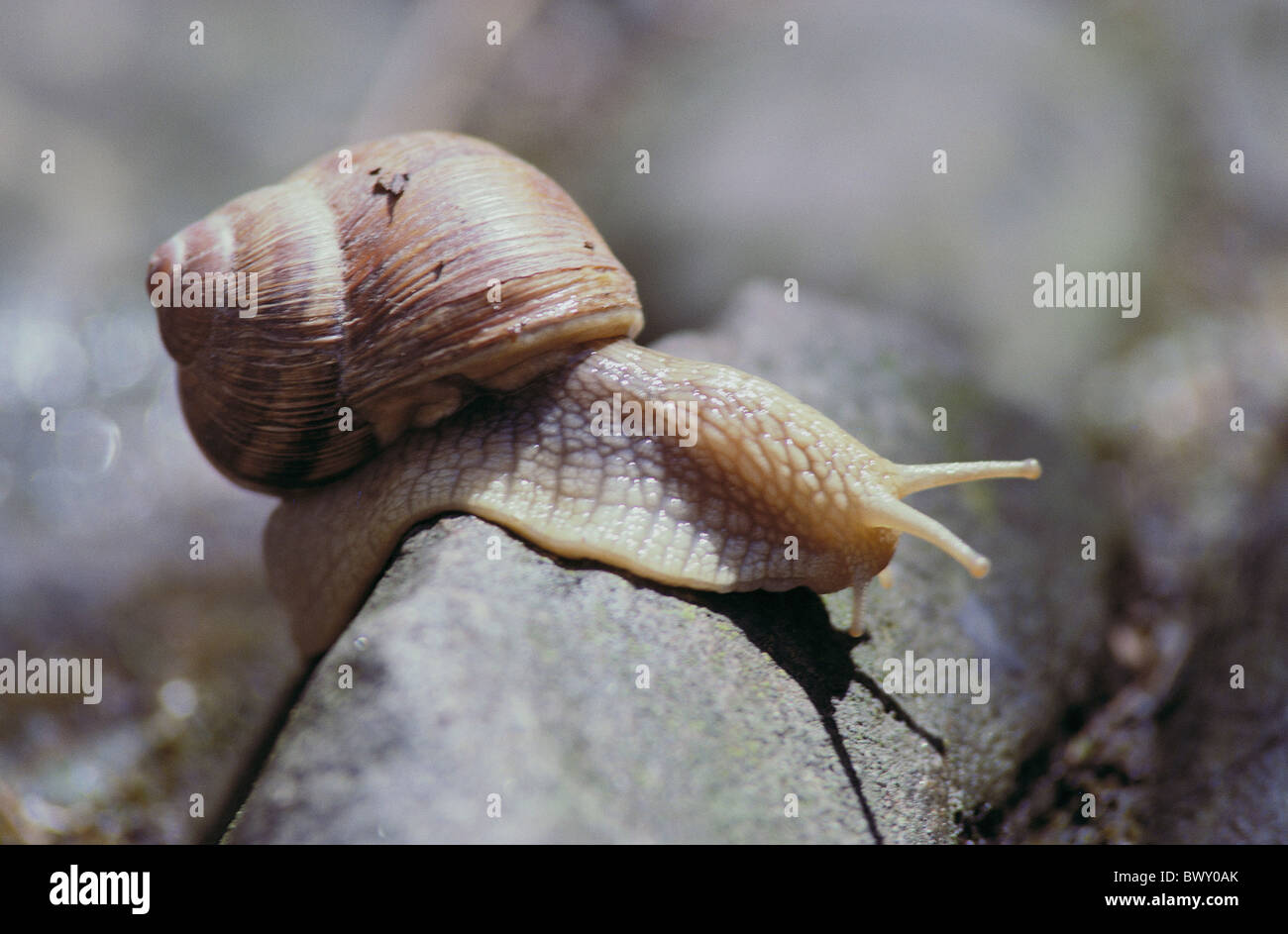 snail edible snail stone close-up small house snail Stock Photo