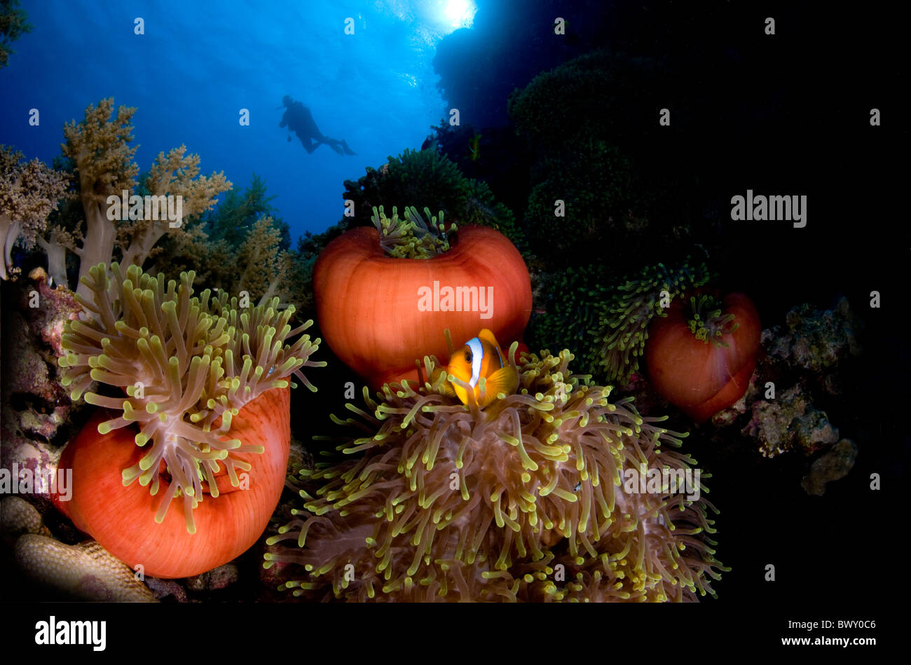 Magnificent anemone (Heteractis-magnifica) and anemone fish Amphiprion-bicinctus Stock Photo
