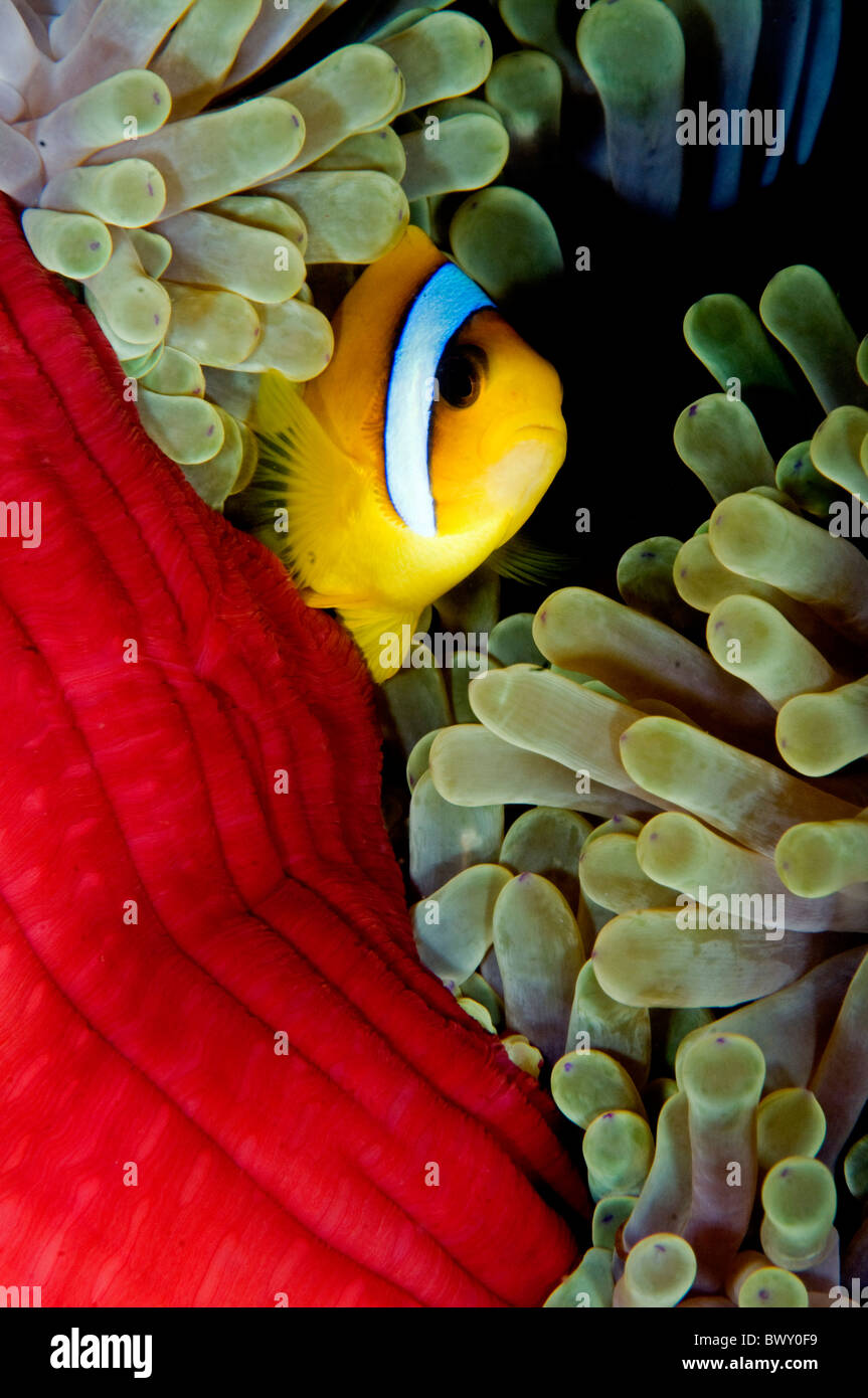 Magnificent anemone (Heteractis-magnifica) and anemone fish Amphiprion-bicinctus Stock Photo