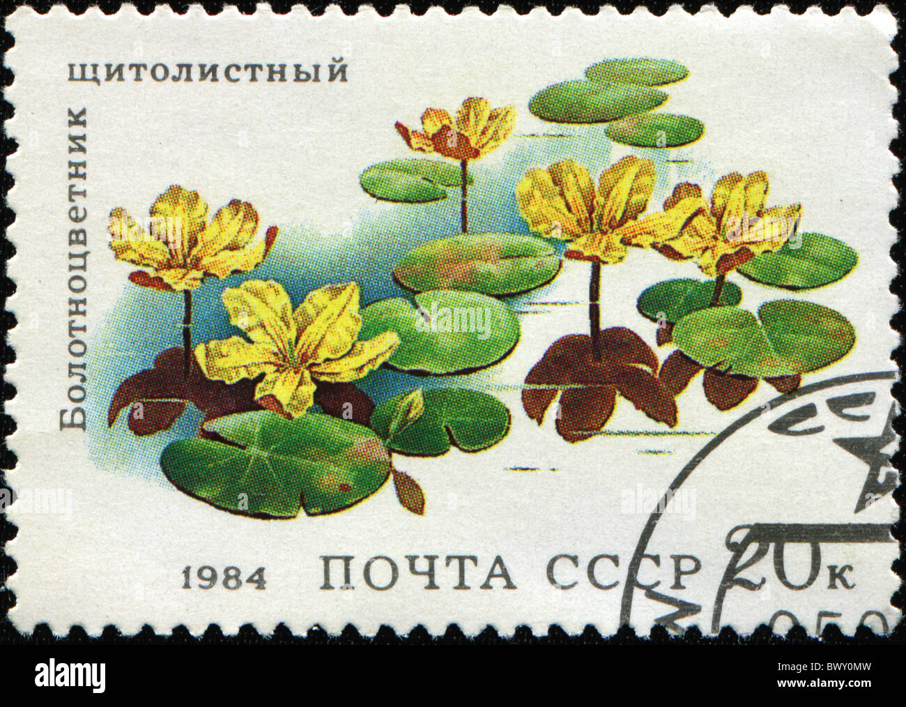 USSR - CIRCA 1984: A stamp printed in the USSR shows flowers Nymphoides peltata, circa 1984 Stock Photo