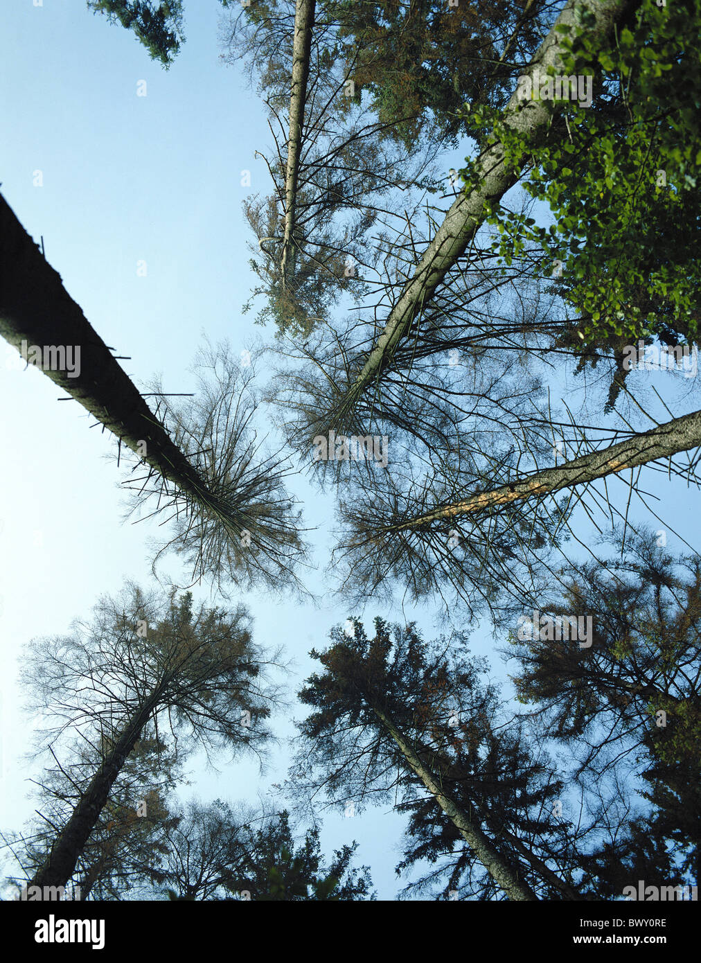 Hinwil trees tree tops overview conifers trees Switzerland Europe ill sick firs environment forest dying Stock Photo