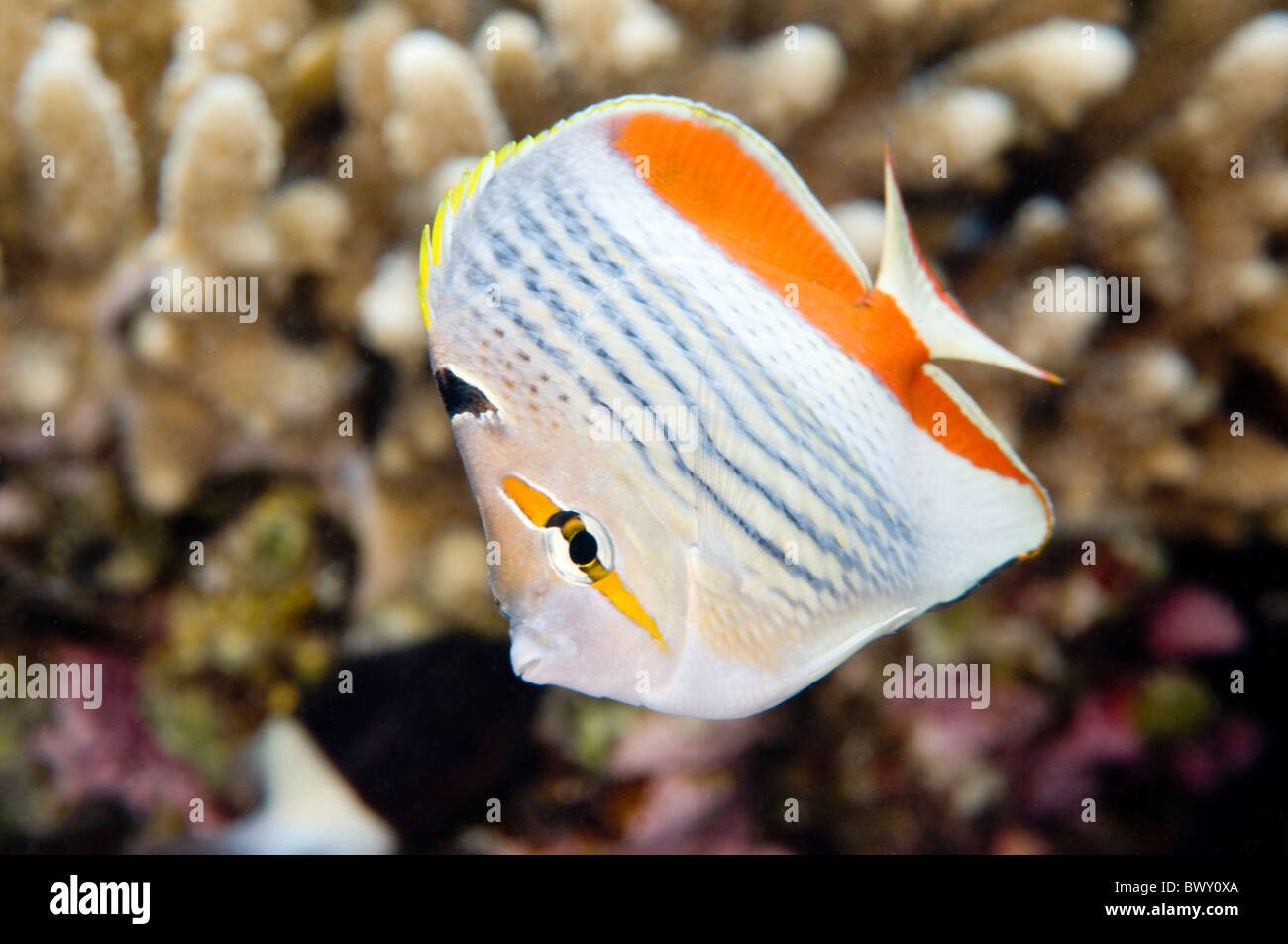 Crown butterflyfish Chaetodon-paucifasciatus Stock Photo