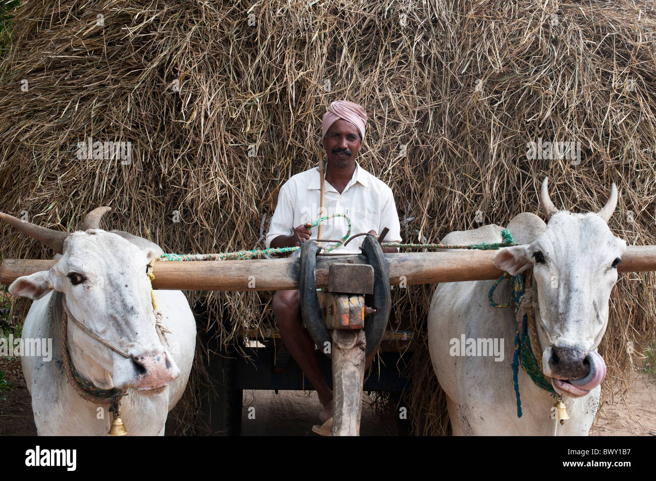 Indian bullock cart and driver carrying harvested rice straw. Puttaparthi, Andhra Pradesh, India Stock Photo