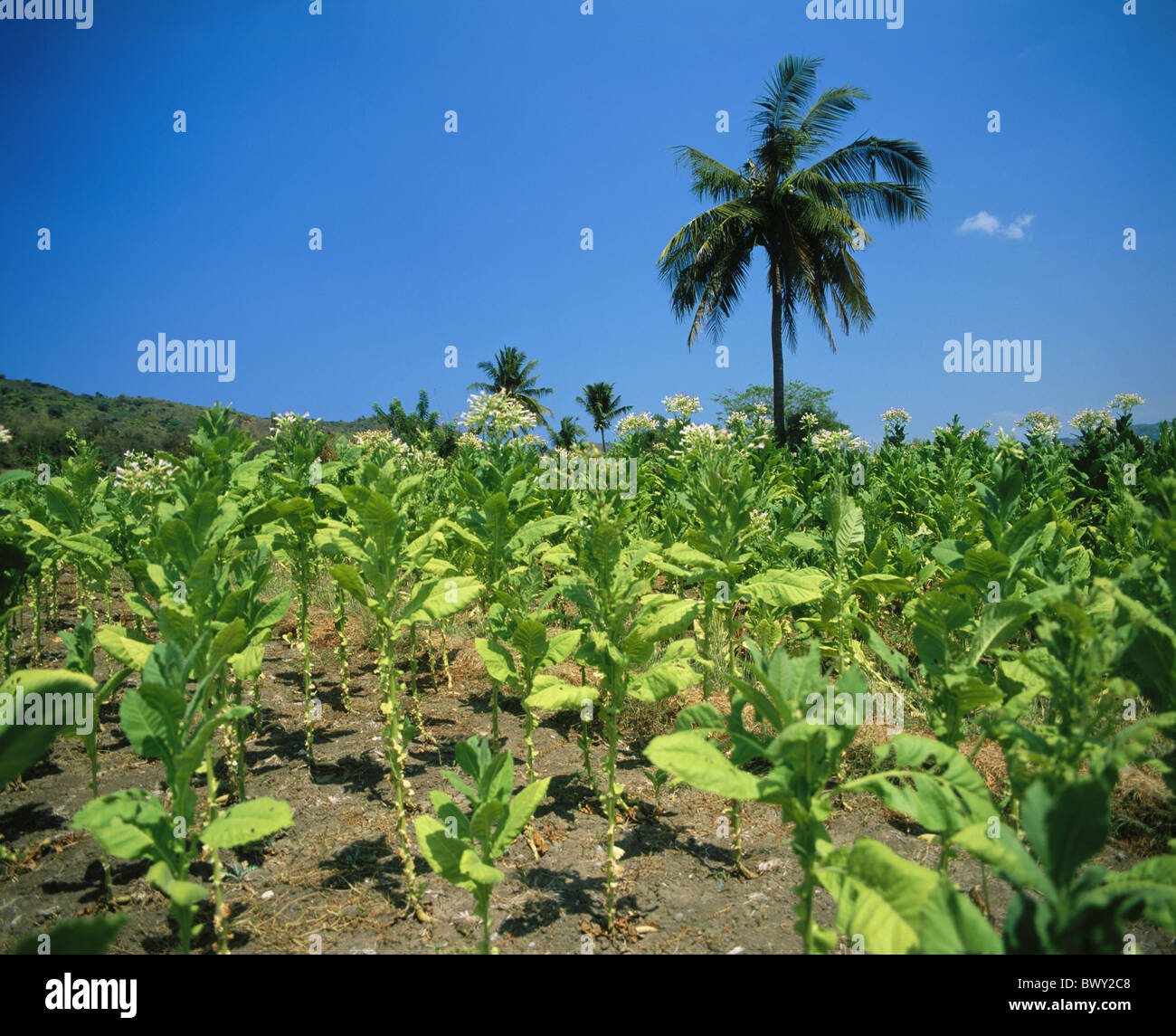 Philippines tobacco plantation hi-res stock photography and images