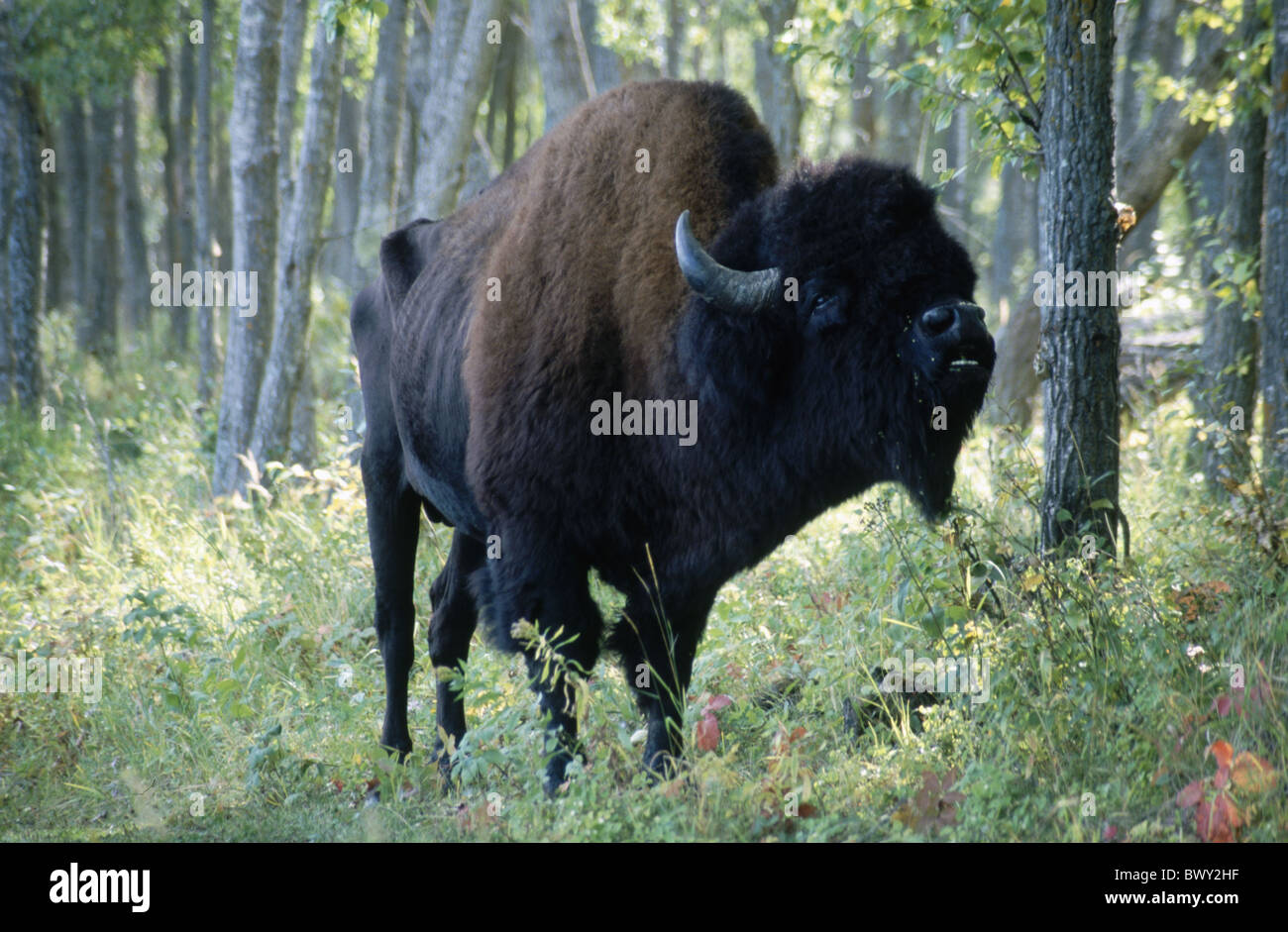 Alberta bison bison bison athabasca individual Elk Island national park Canada North America wood forest f Stock Photo