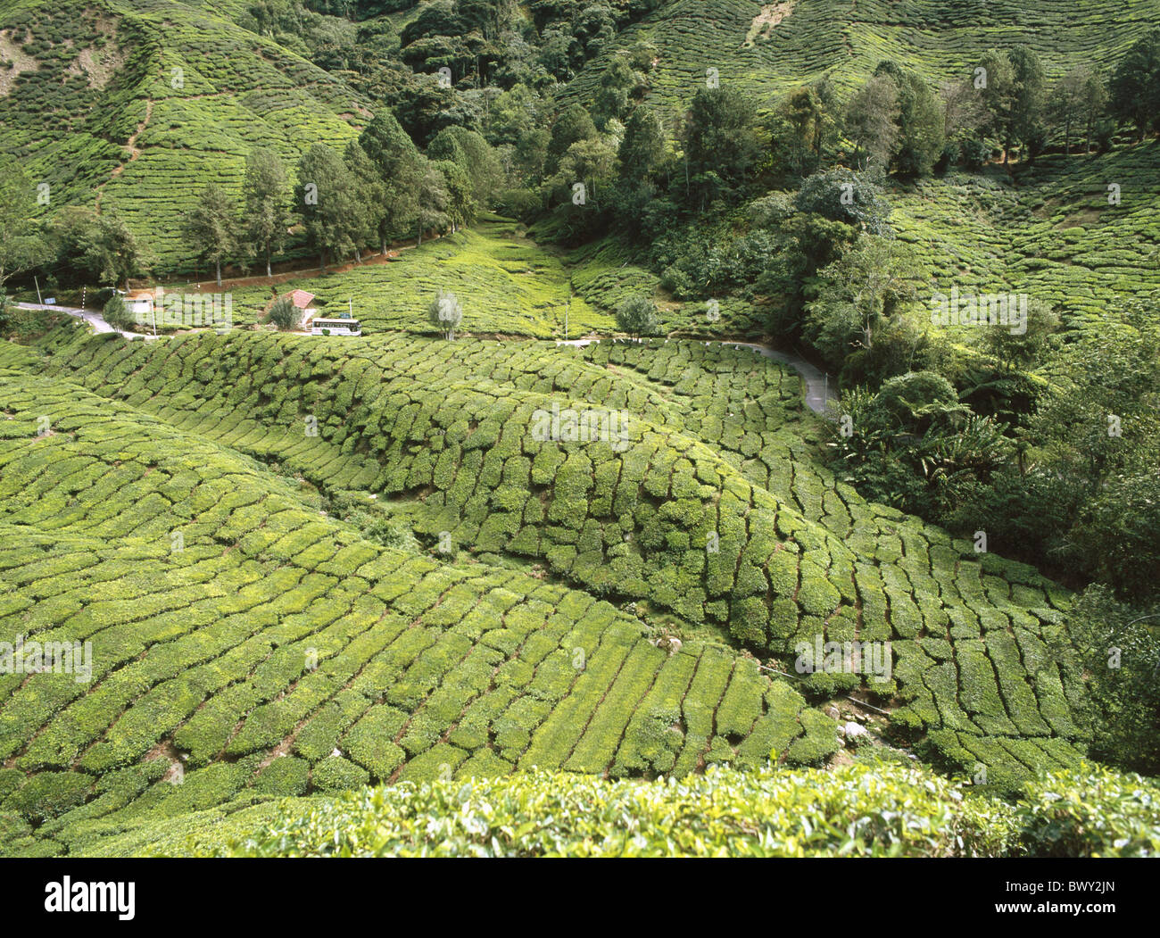 Boh Tea Plantation Cameron highlands Malaysia Asia useful plants Pahang ...