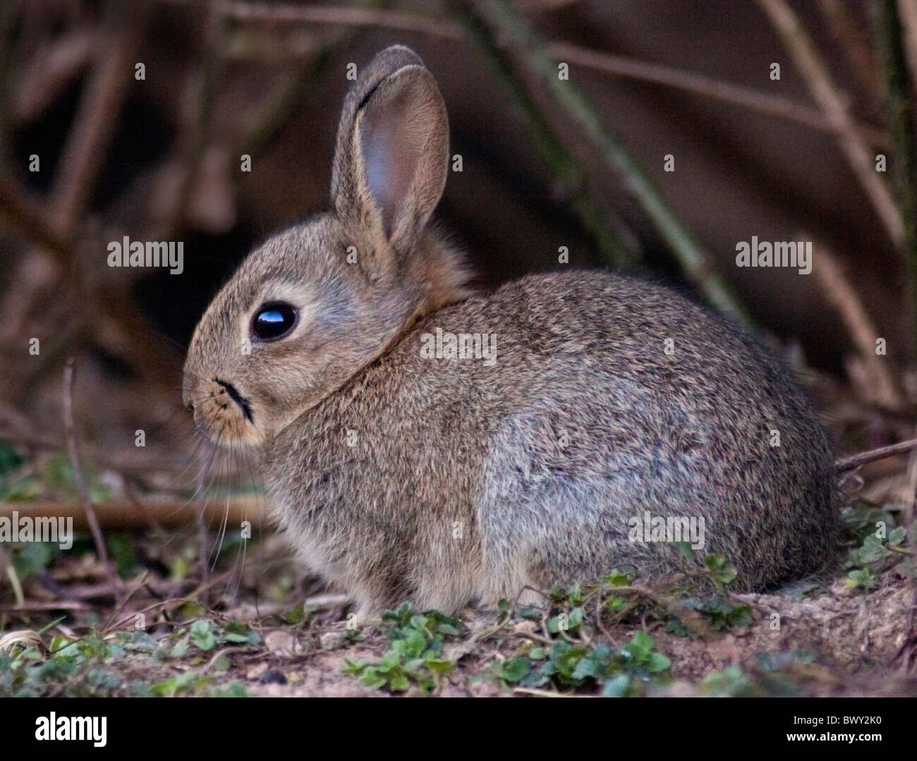 Baby Wild European Rabbit (oryctolagus cuniculus) Stock Photo