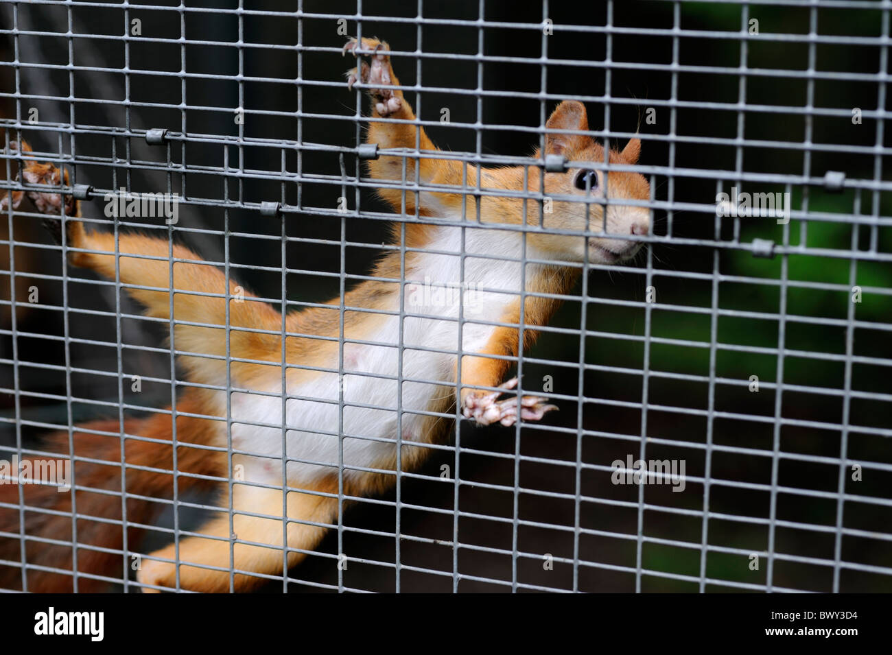 Caged Red Squirrel Sciurus vulgaris  - part of a captive breeding programme, Yorkshire Dales National Park, United Kingdom. Stock Photo