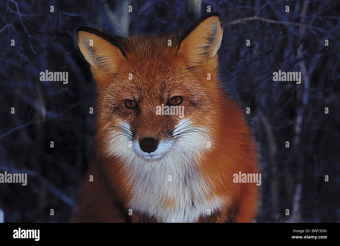 Amos animal animals Canada North America America fox portrait Province of Quebec red fox Refuge Pageau Vu Stock Photo