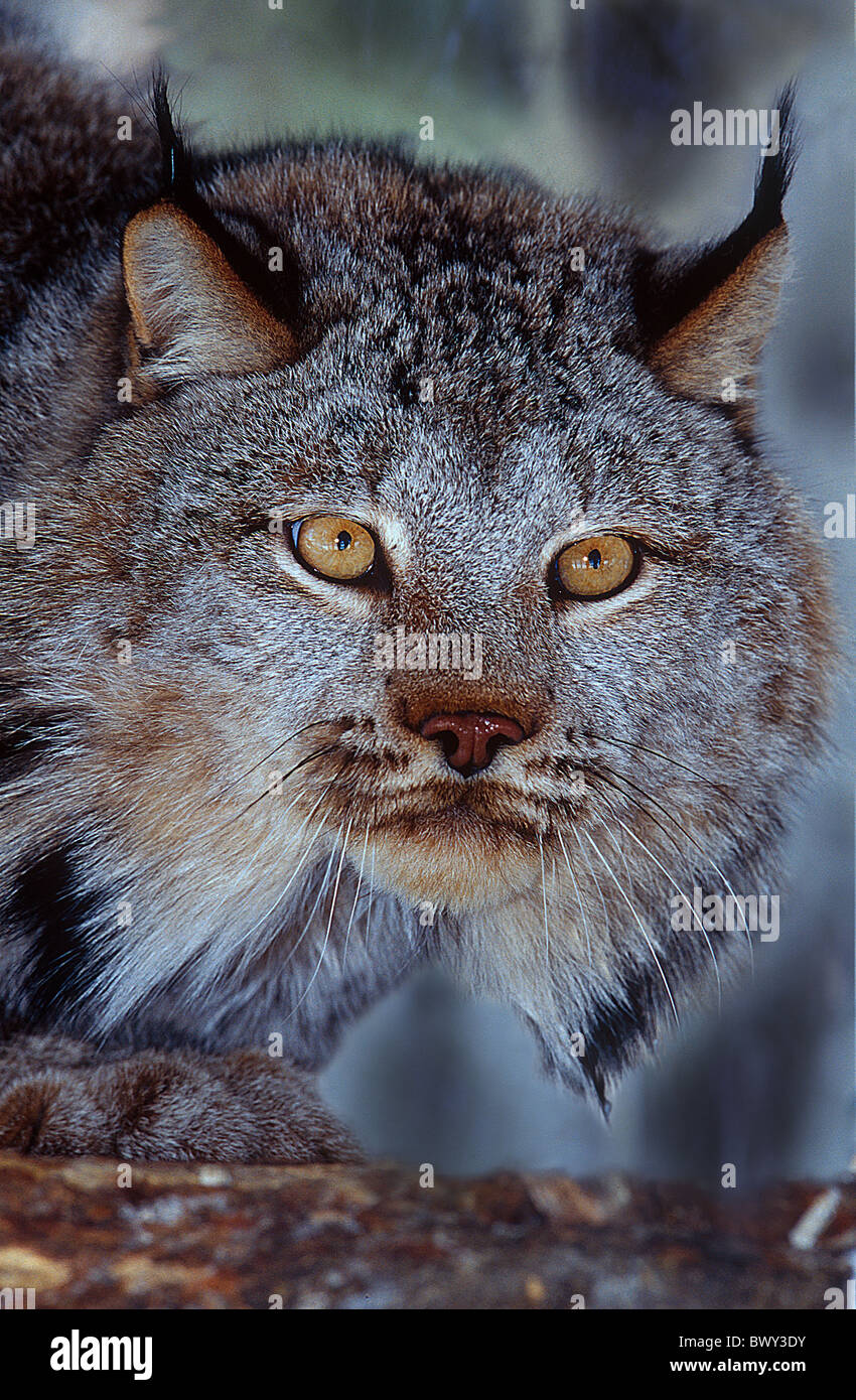 Amos animal animals Canada North America America Canada lynx lynx Lynx canadensis portrait Province of Que Stock Photo