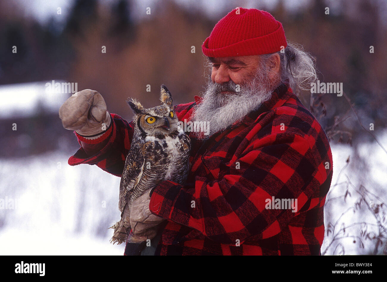 American eagle owl Amos animal animals beard bird birds Bubo virginianus Canada North America America cap Stock Photo