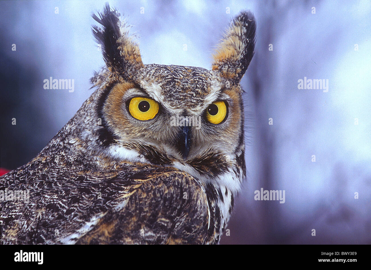 American eagle owl Amos animal animals bird birds Bubo virginianus Canada North America America eagle owl Stock Photo