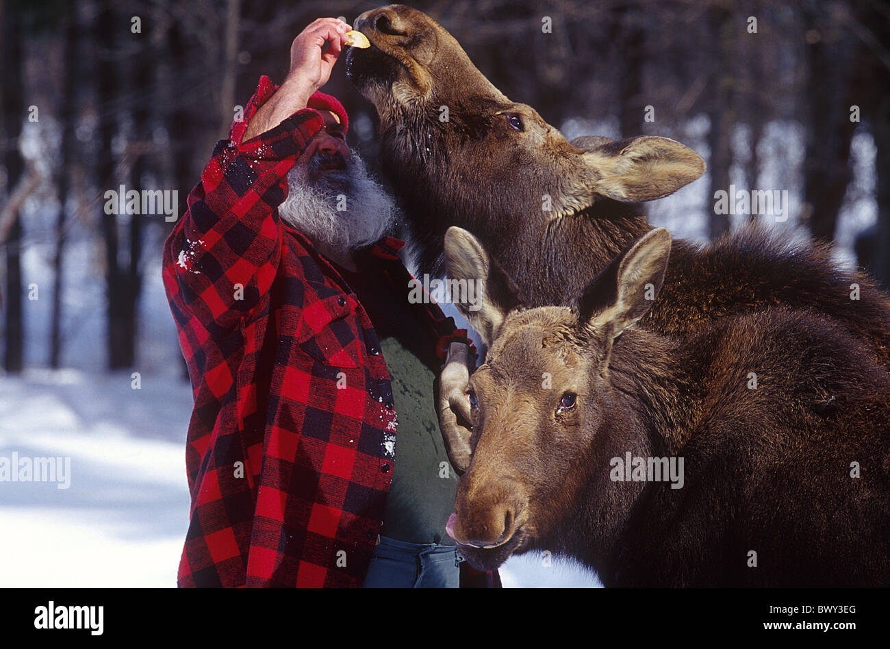 Alces alces Amos animal animals beard Canada North America America cap coat elk elk´s cow elks feed ha Stock Photo