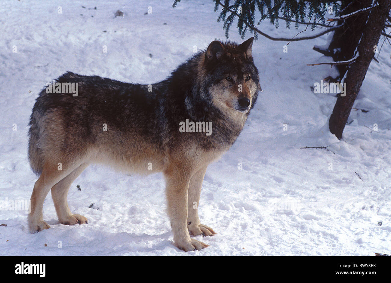 Amos animal animals Canada North America America Canis lupus portrait Province of Quebec Refuge Pageau sno Stock Photo