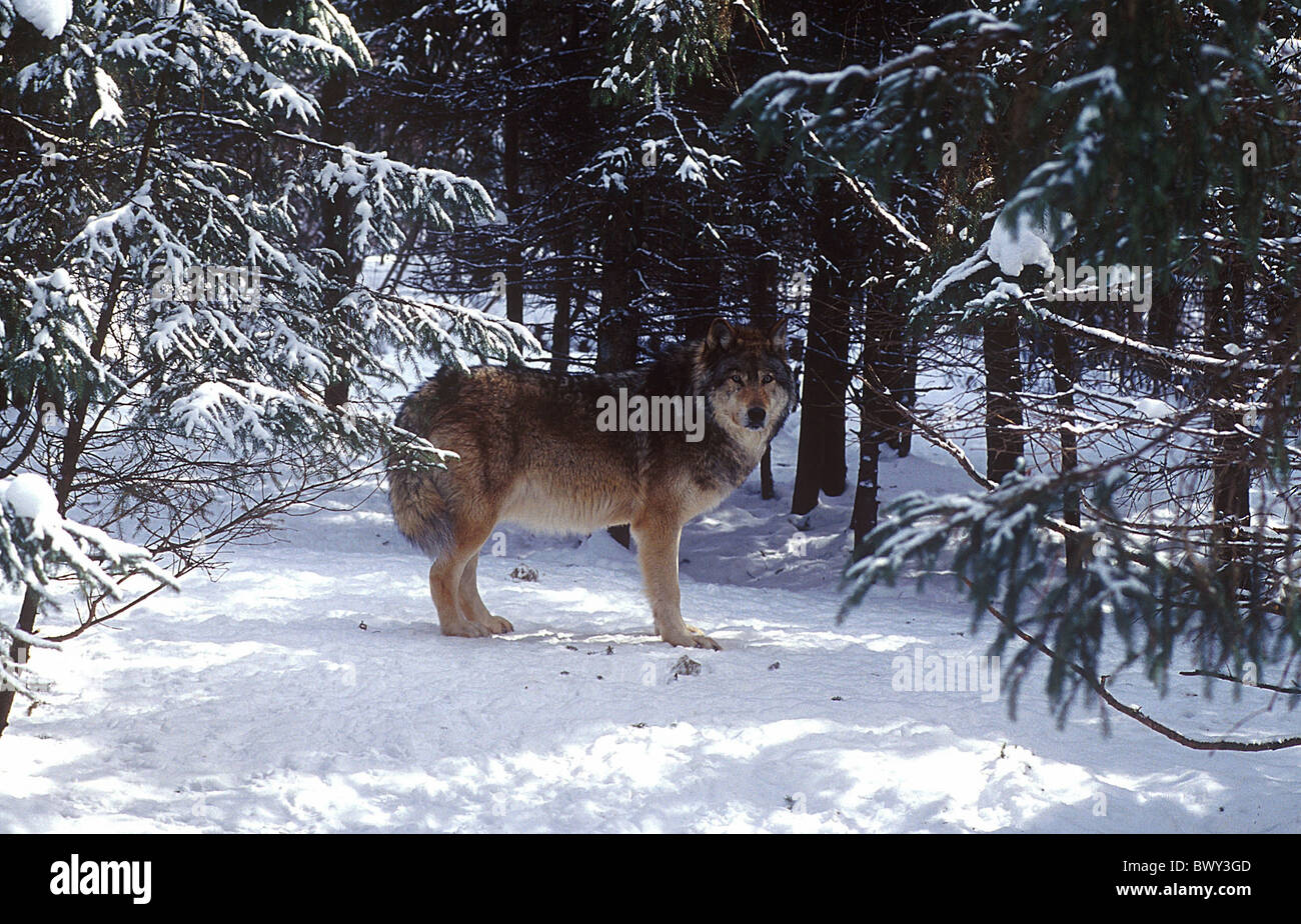 Amos animal animals Canada North America America Canis lupus Province of Quebec Refuge Pageau snow standin Stock Photo