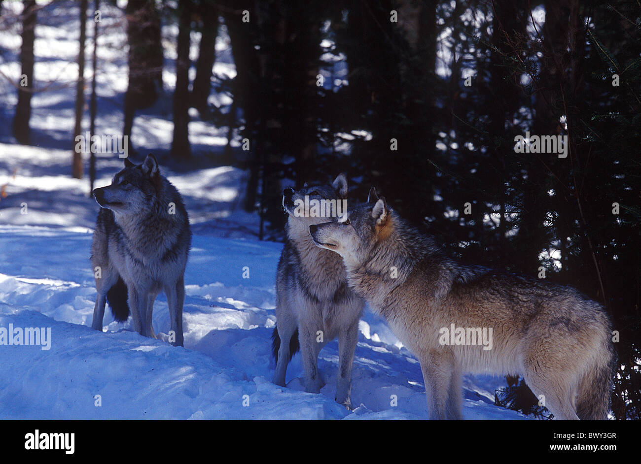 Amos animal animals Canada North America America Canis lupus herds Province of Quebec Refuge Pageau snow Stock Photo