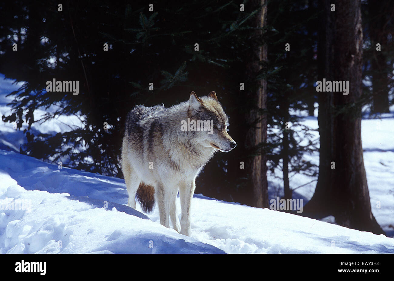 Amos animal animals Canada North America America Canis lupus Province of Quebec Refuge Pageau snow standin Stock Photo