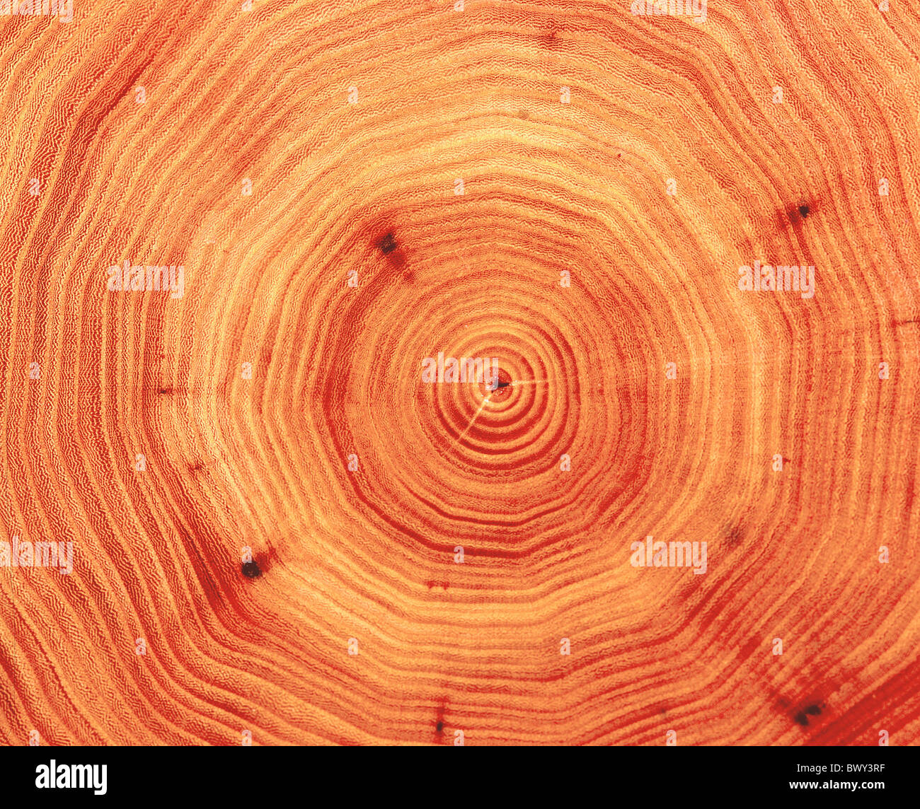 wood trunk tribe cross section annual rings elm tree Stock Photo