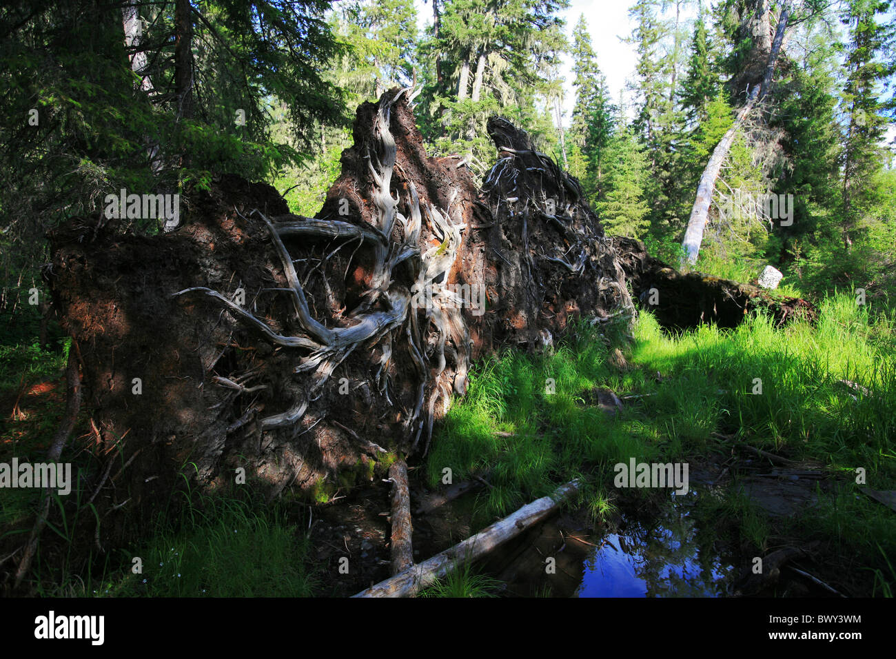 Massive roots of an uprooted tree in the forest, Kanas Conservation ...