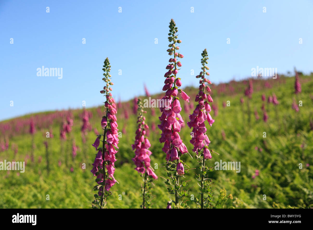 Field of foxgloves on St.Martin's Isles of Scilly Stock Photo - Alamy