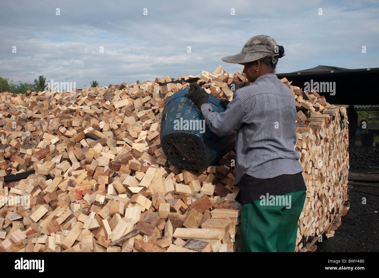 Women is putting the Square Cut wood on the Woodpile to be ready to make the wood charcoal Stock Photo