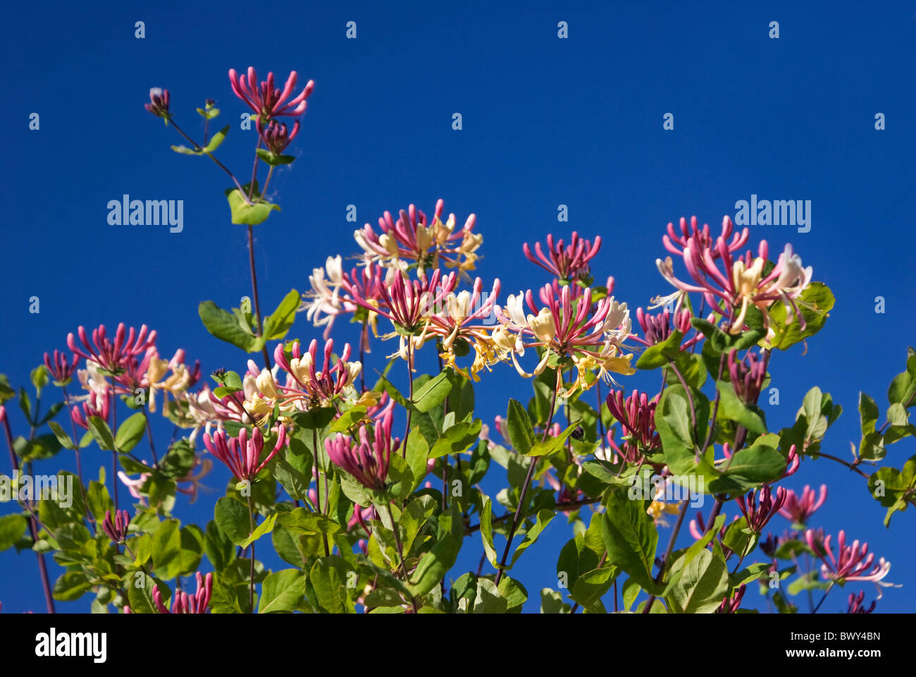 Honeysuckle flowering against blue skies Stock Photo
