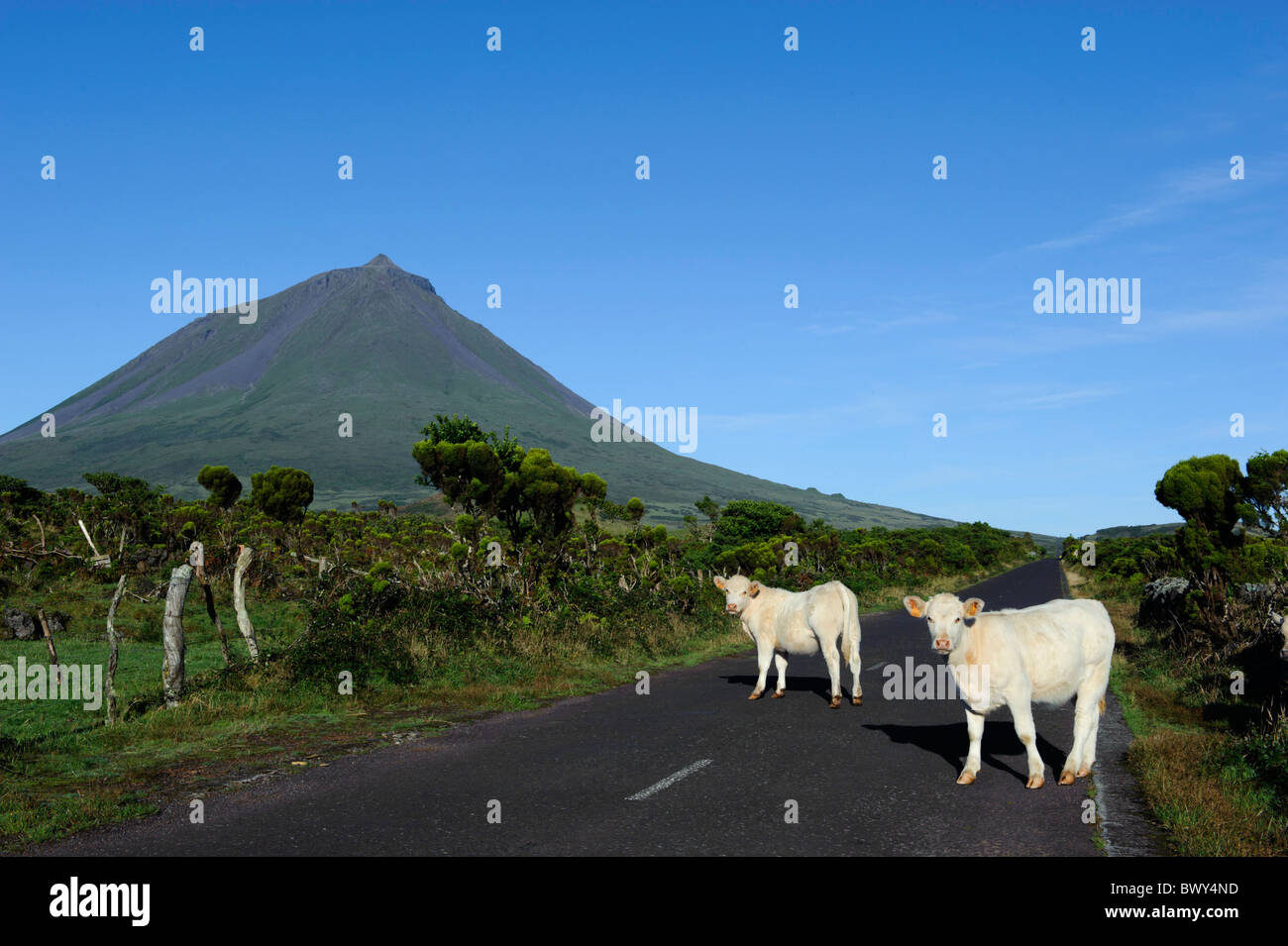 Cow at Pico Alto, Isle of  Pico, Azores Stock Photo