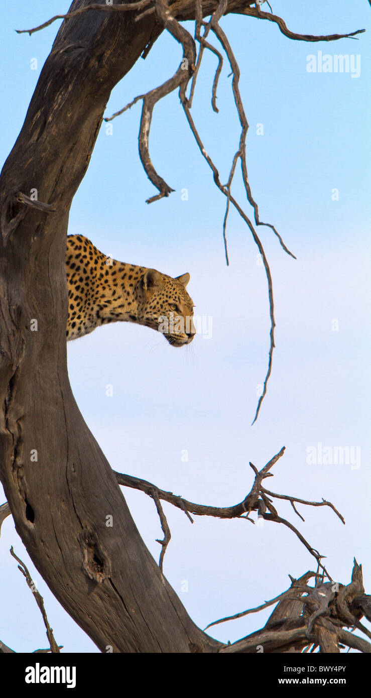 leopard watchfull Stock Photo