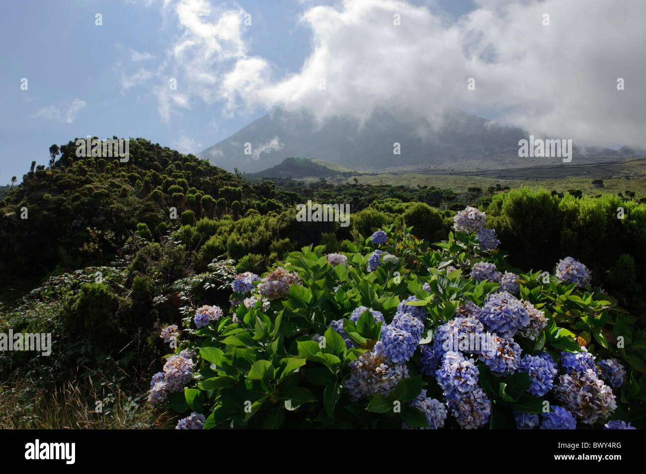 Hydrangea at Pico Alto, Isle of  Pico, Azores Stock Photo