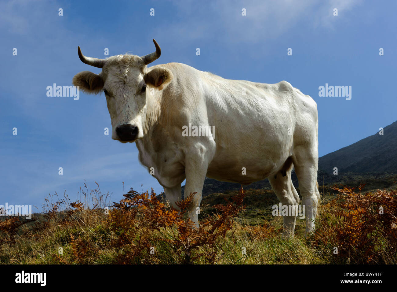 Cow at Pico Alto, Isle, of  Pico, Azores Stock Photo
