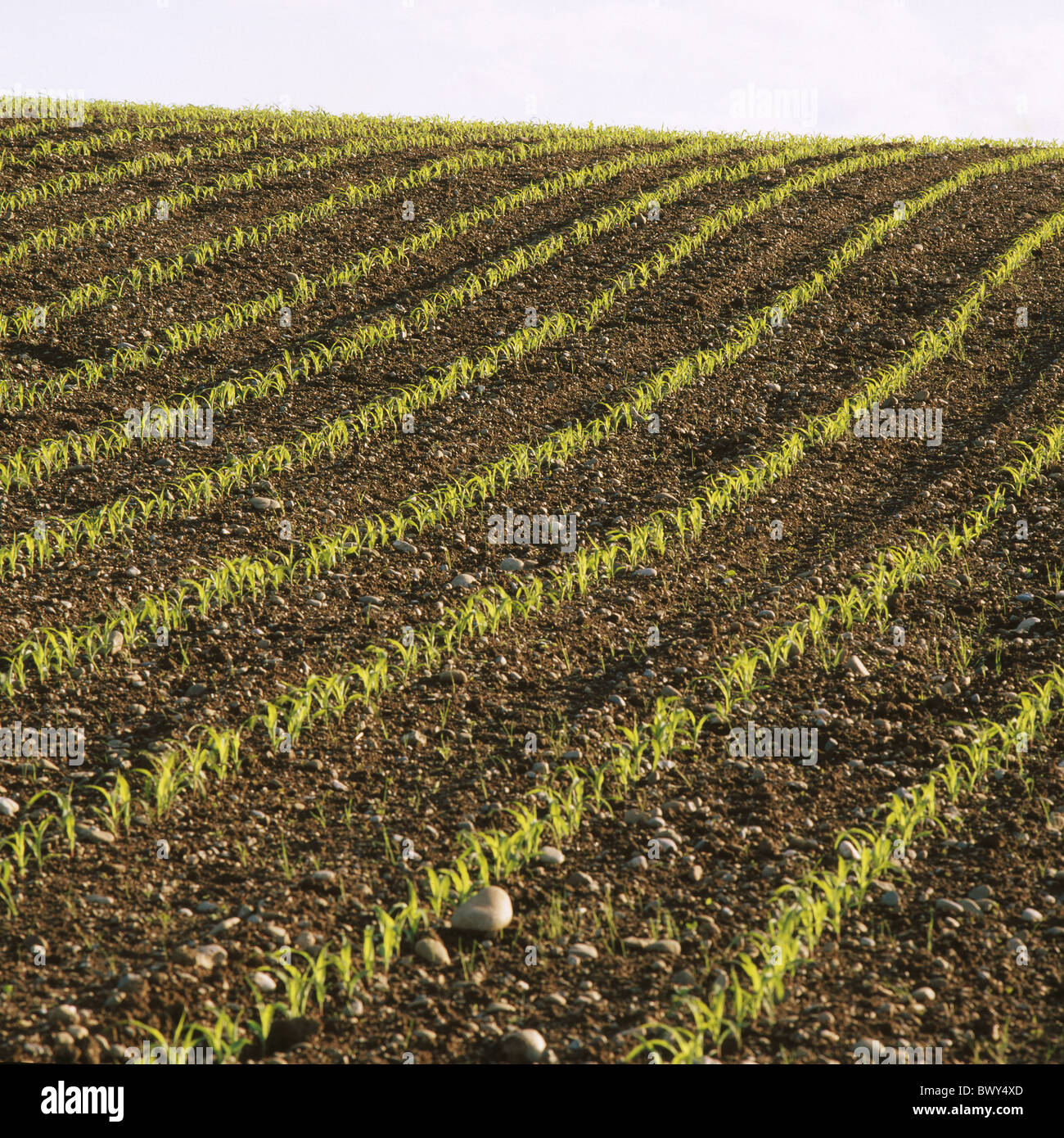 Maize corn field useful hi-res stock photography and images - Alamy