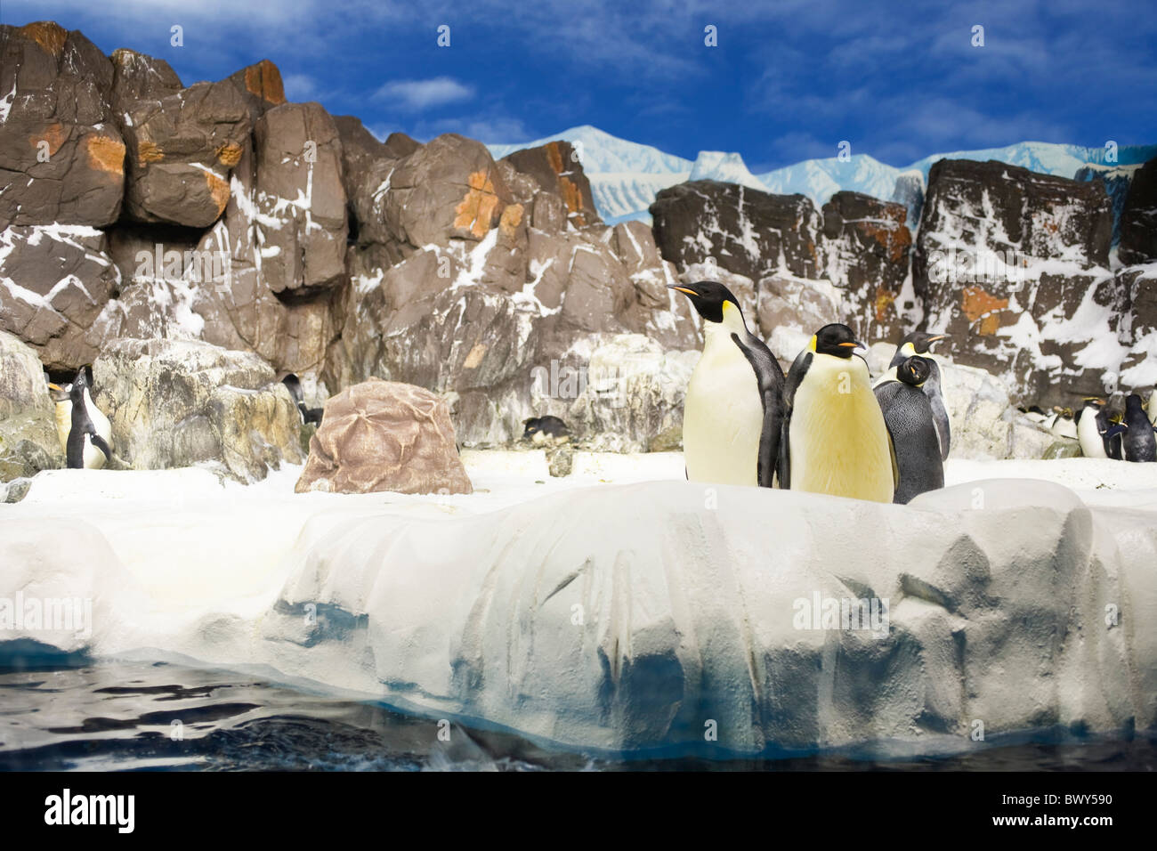 Zoo animals usa water hi-res stock photography and images - Alamy