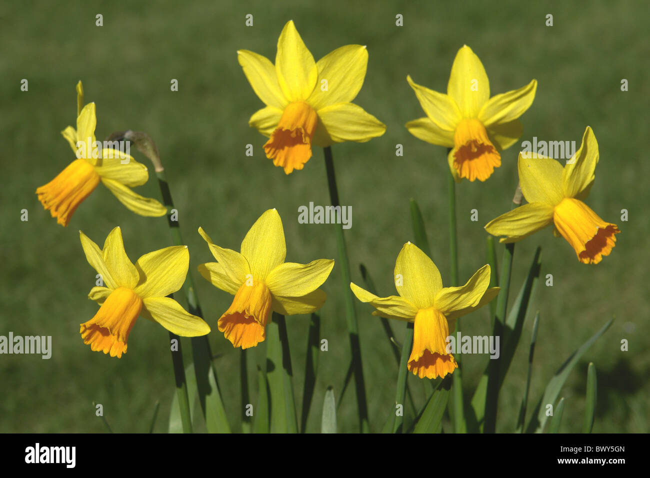 Group of Daffodils named Narcissus 'Jetfire' taken in Calderstones Park