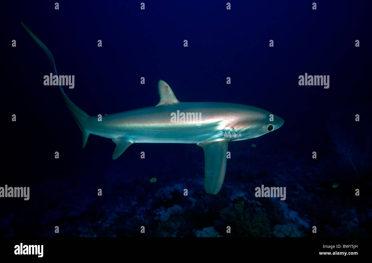 Pelagic-thresher-shark Alopias-pelagicus Stock Photo