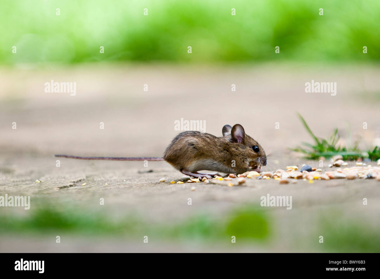 Wood mouse, also known as field or long-tailed mouse running out to eat bird seed on patio in garden Stock Photo